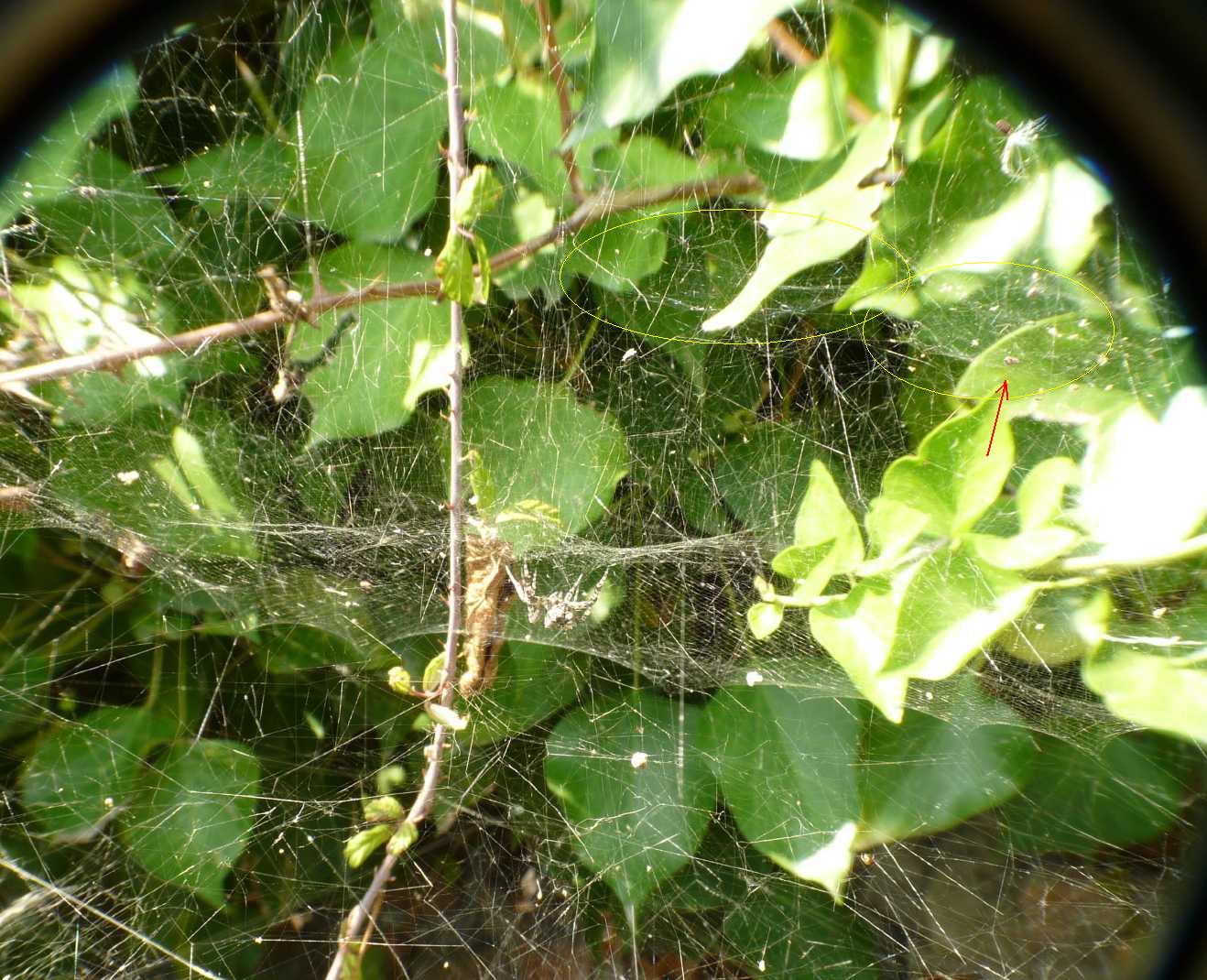 Cyrtophora citricola; Argyrodes sp.